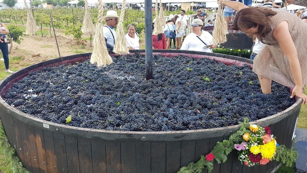 viñedos en la ruta del vino querétaro