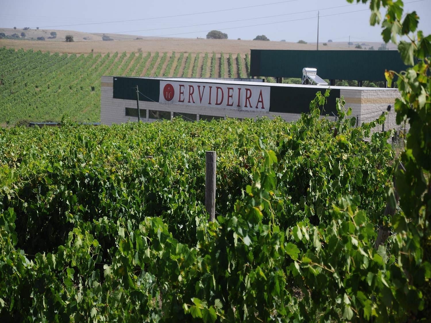 alentejo wine