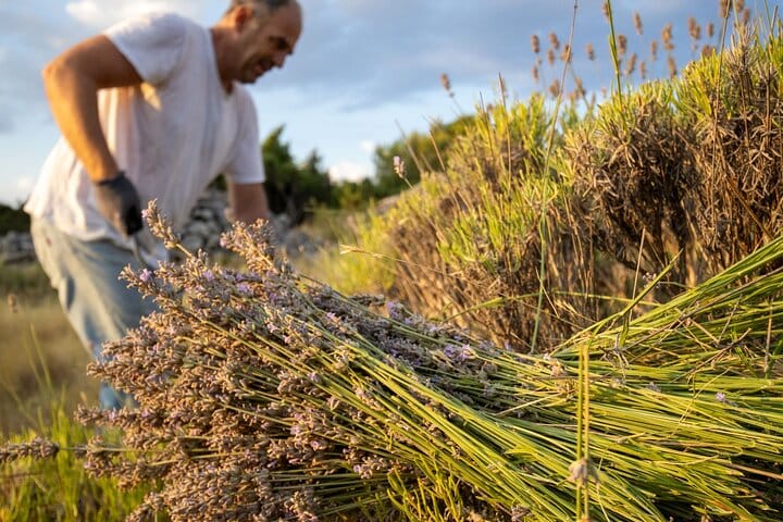 campos de lavanda en un viaje a Croacia.