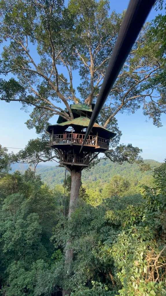 gibbon experience house in the top of the jungle