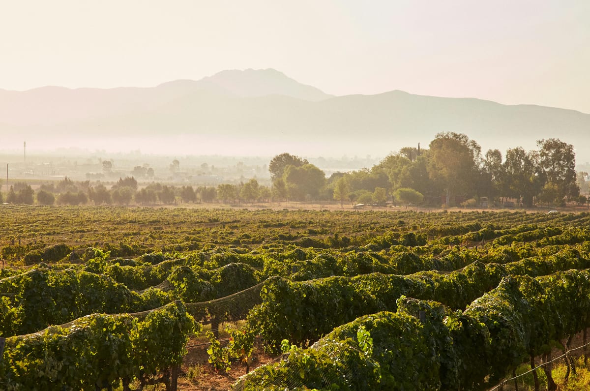 ruta del vino valle de guadalupe